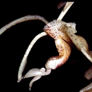 Stanhopea florida orchidee met grote, gele bloemen en hangende bloemtak.