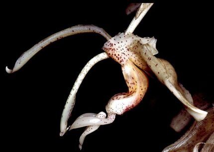 Stanhopea florida orchidee met grote, gele bloemen en hangende bloemtak.