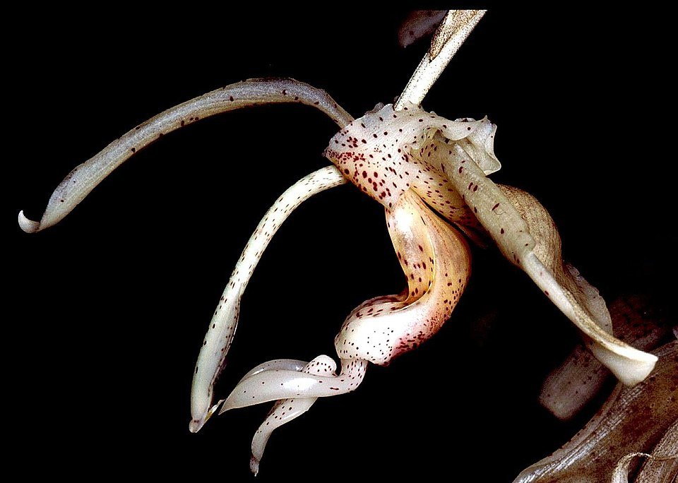 Stanhopea florida orchidee met grote, gele bloemen en hangende bloemtak.