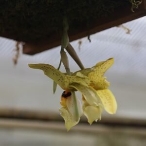 Stanhopea graveolens orchidee in bloei met gele en bruine bloemblaadjes op een groene steel.