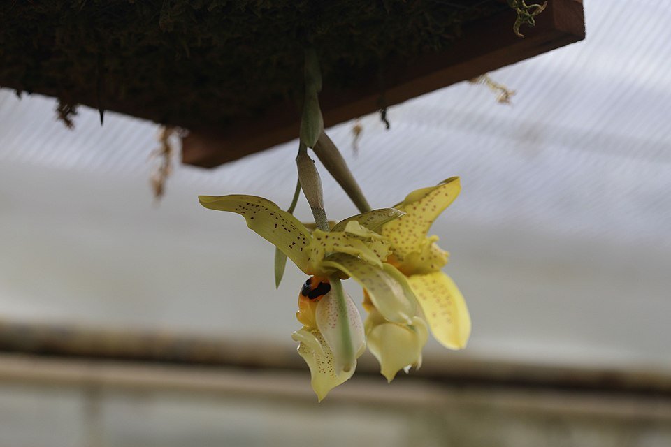 Stanhopea graveolens orchidee in bloei met gele en bruine bloemblaadjes op een groene steel.