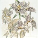 Stanhopea oculata orchidee met levendige gele en bruine bloemblaadjes op een botanische illustratieplaat.