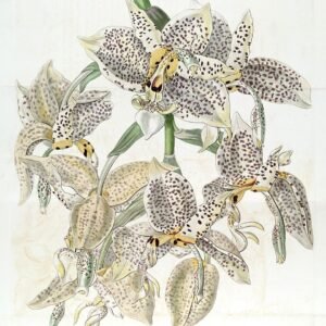 Stanhopea oculata orchidee met levendige gele en bruine bloemblaadjes op een botanische illustratieplaat.