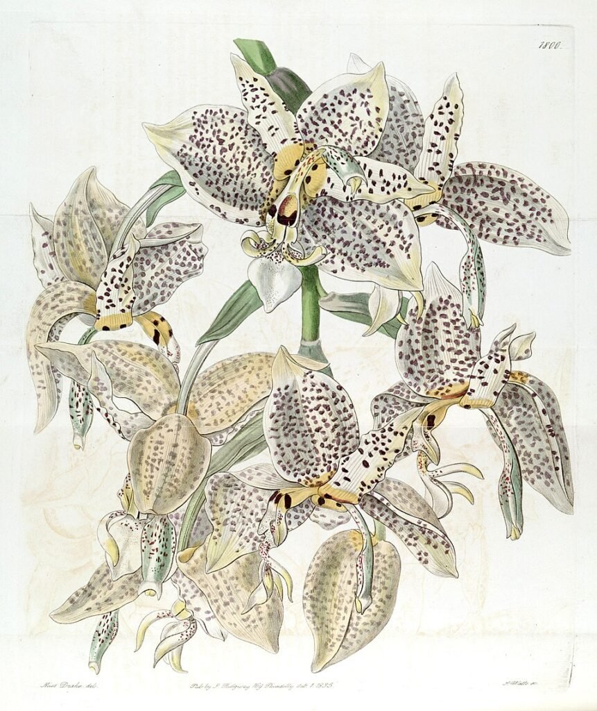 Stanhopea oculata orchidee met levendige gele en bruine bloemblaadjes op een botanische illustratieplaat.