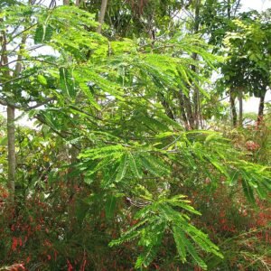 Senna multijuga boom met groene bladeren en bloemtrossen.