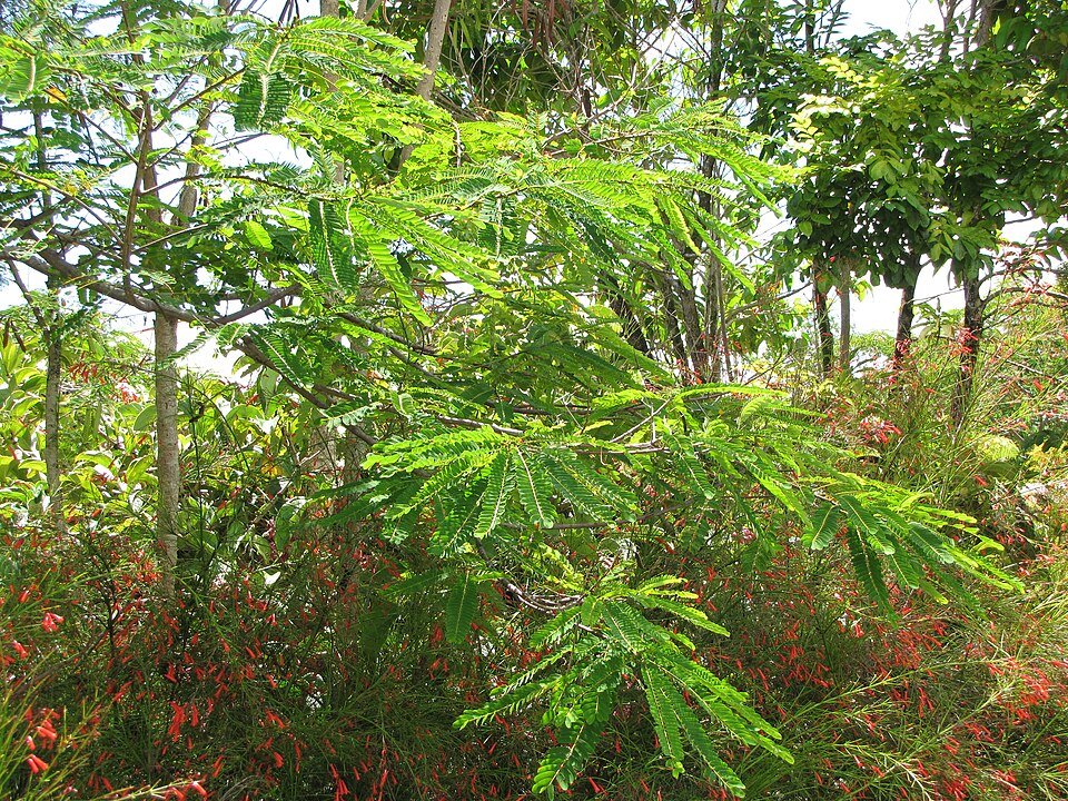 Senna multijuga boom met groene bladeren en bloemtrossen.