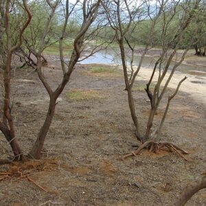 Close-up van Prosopis pallida bloemen tegen heldere hemel.
