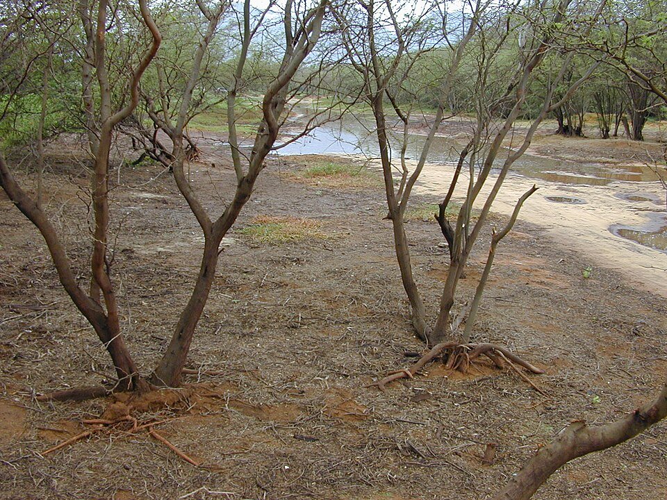 Close-up van Prosopis pallida bloemen tegen heldere hemel.