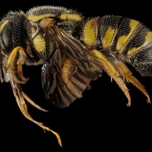 Stelis costalis orchidee met groene bladeren en bloemtrossen in close-up.