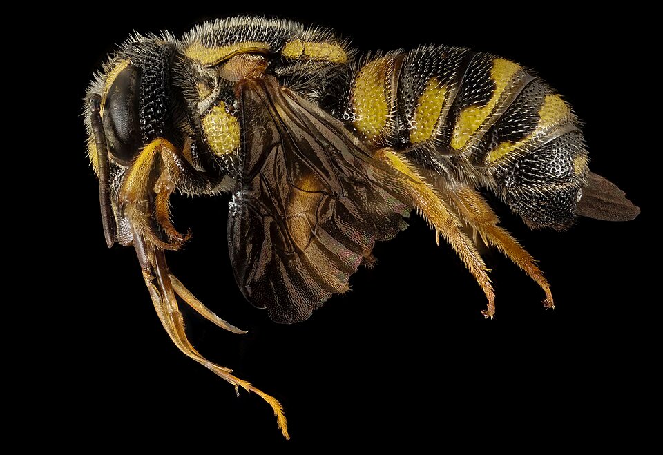 Stelis costalis orchidee met groene bladeren en bloemtrossen in close-up.