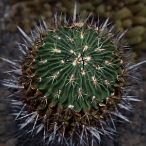 Stenocactus crispatus cactus met roze bloemen in bloei op een witte achtergrond.