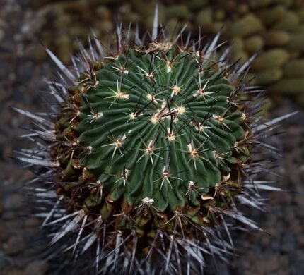 Stenocactus crispatus cactus met roze bloemen in bloei op een witte achtergrond.