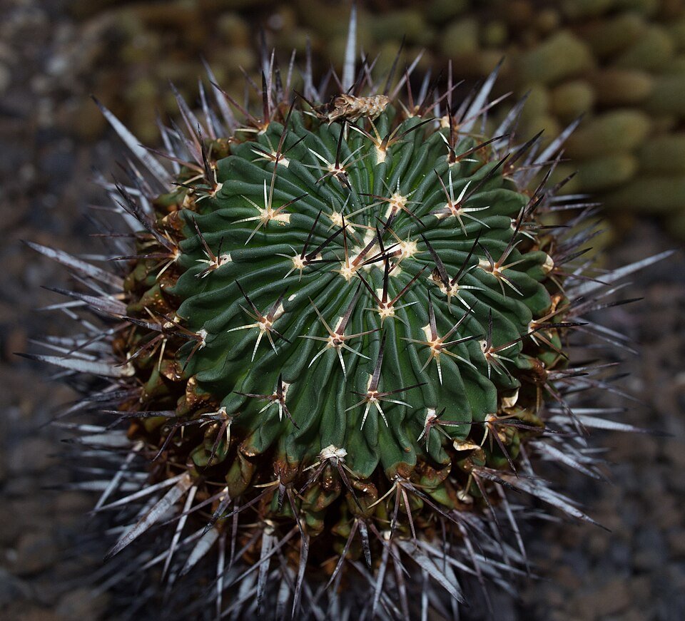 Stenocactus crispatus cactus met roze bloemen in bloei op een witte achtergrond.