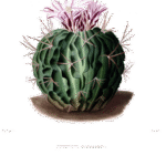 Stenocactus obvallatus cactus met groene stekels en paarse bloemen.
