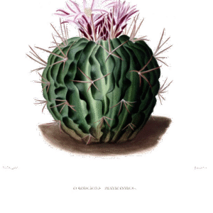 Stenocactus obvallatus cactus met groene stekels en paarse bloemen.
