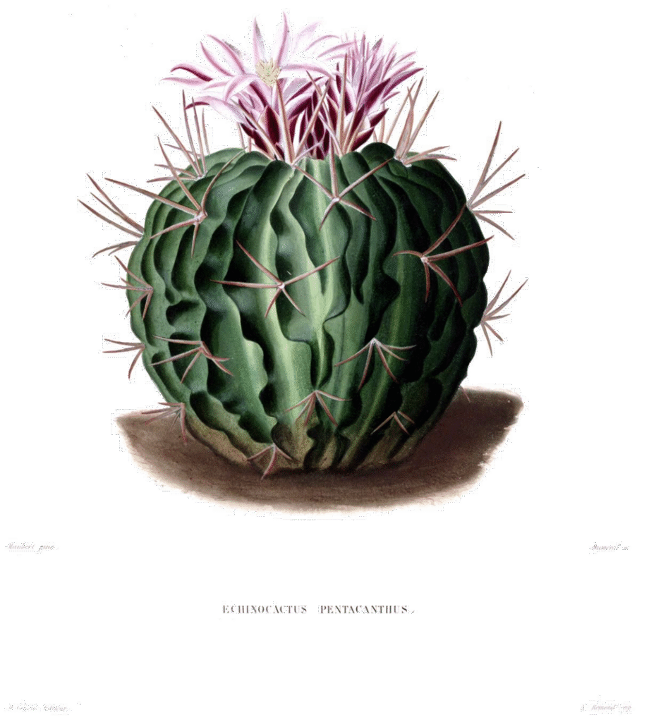 Stenocactus obvallatus cactus met groene stekels en paarse bloemen.
