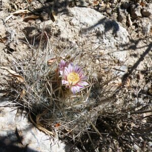 Stenocactus ochoterenanus plant with groene stelen en witte stekels in pot.