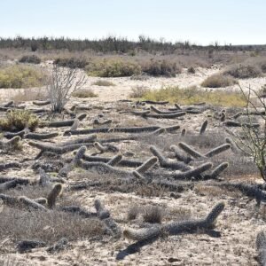 Stenocereus eruca cactusplant met lange, slanke groene stelen en kleine witte bloemen.