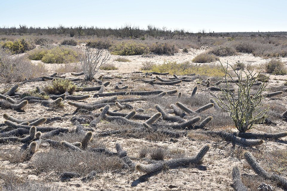 Stenocereus eruca cactusplant met lange, slanke groene stelen en kleine witte bloemen.