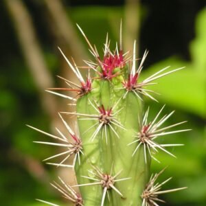 Stenocereus kerberi cactus close-up in bloei.