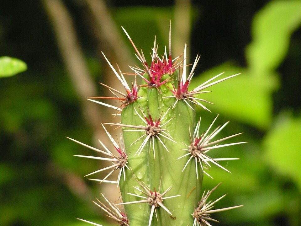 Stenocereus kerberi cactus close-up in bloei.