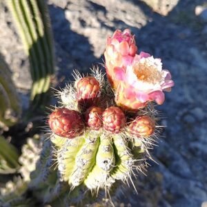 Stenocereus treleasei cactus met lange slanke groene stelen en kleine witte bloemen.