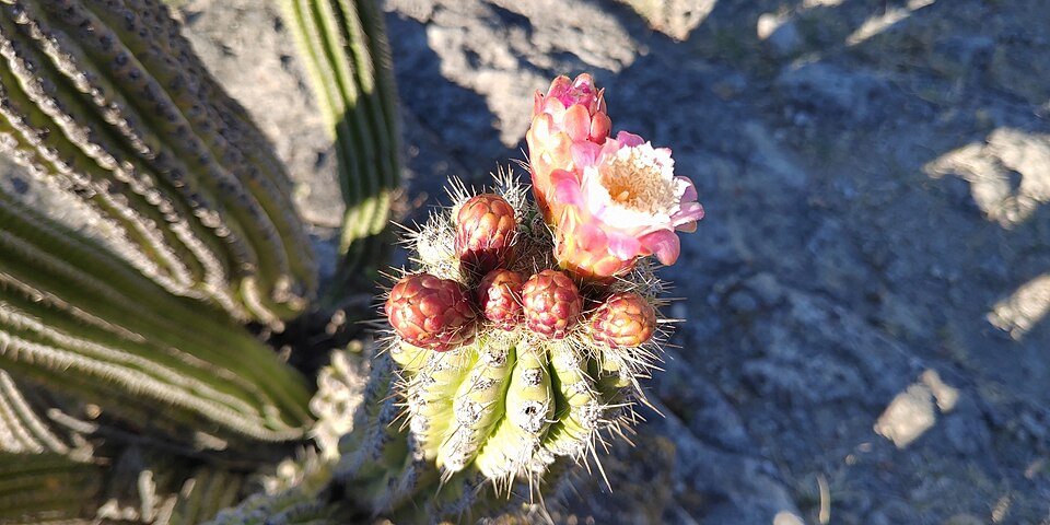 Stenocereus treleasei cactus met lange slanke groene stelen en kleine witte bloemen.