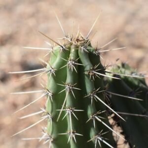 Groene Stenocereus zopilotensis cactus met witte doornen tegen blauwe lucht.