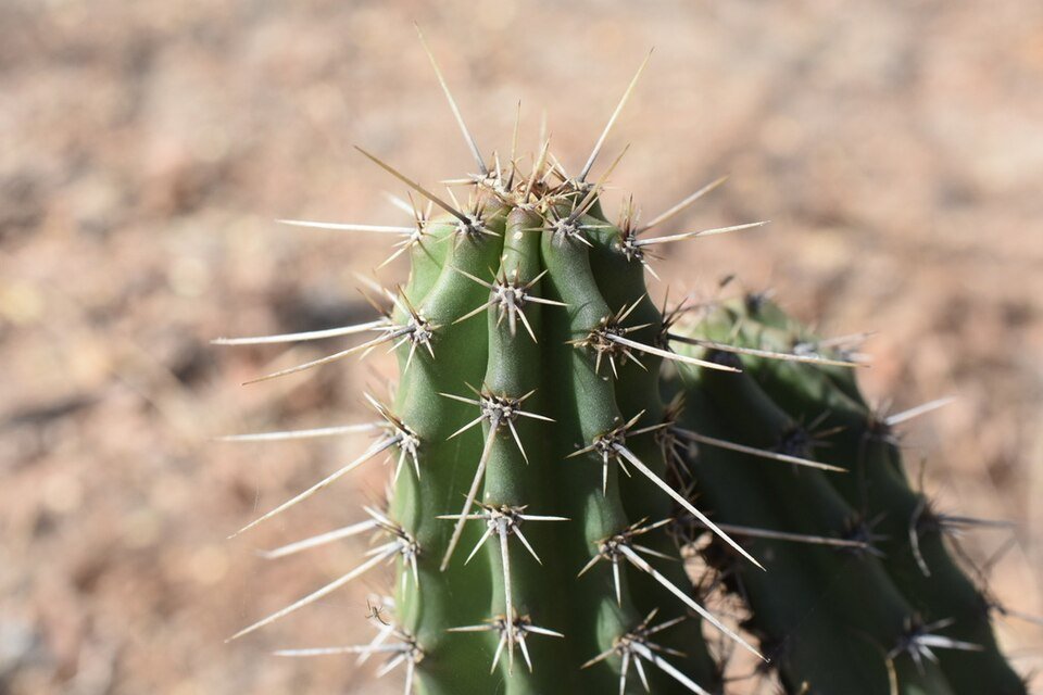 Groene Stenocereus zopilotensis cactus met witte doornen tegen blauwe lucht.