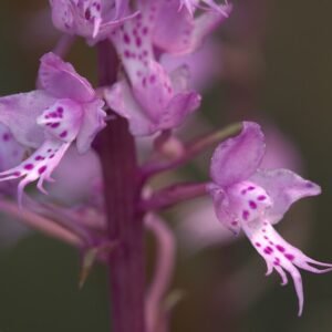 Purple Stenoglottis longifolia orchid flower with green leaves.