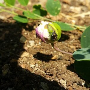 Close-up van Stenozygum coloratum op een Capparis zoharyi knop.