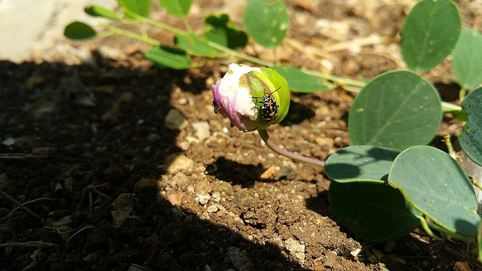 Close-up van Stenozygum coloratum op een Capparis zoharyi knop.