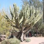 Stetsonia coryne cactus groeit in een woestijn botanische tuin, hoge groene stelen met scherpe doornen.