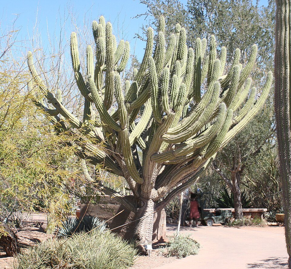 Stetsonia coryne cactus groeit in een woestijn botanische tuin, hoge groene stelen met scherpe doornen.