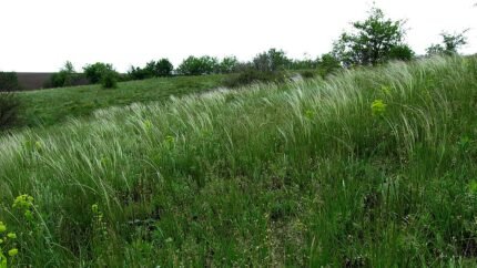 Zachte pluizige Stipa lessingiana grasplant in natuurlijke setting.