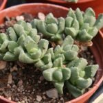 Stomatium mustellinum plant met kleine witte bloemen op groene bladeren.