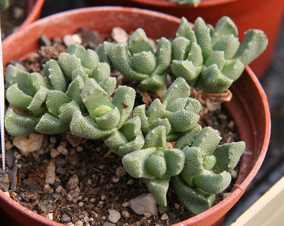 Stomatium mustellinum plant met kleine witte bloemen op groene bladeren.