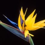 Strelitzia reginae bloem in close-up op witte achtergrond.
