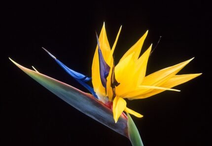 Strelitzia reginae bloem in close-up op witte achtergrond.