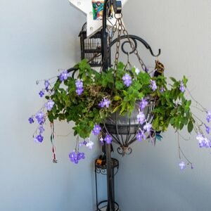 Streptocarpus saxorum bloeiende plant met lavendelkleurige bloemen.