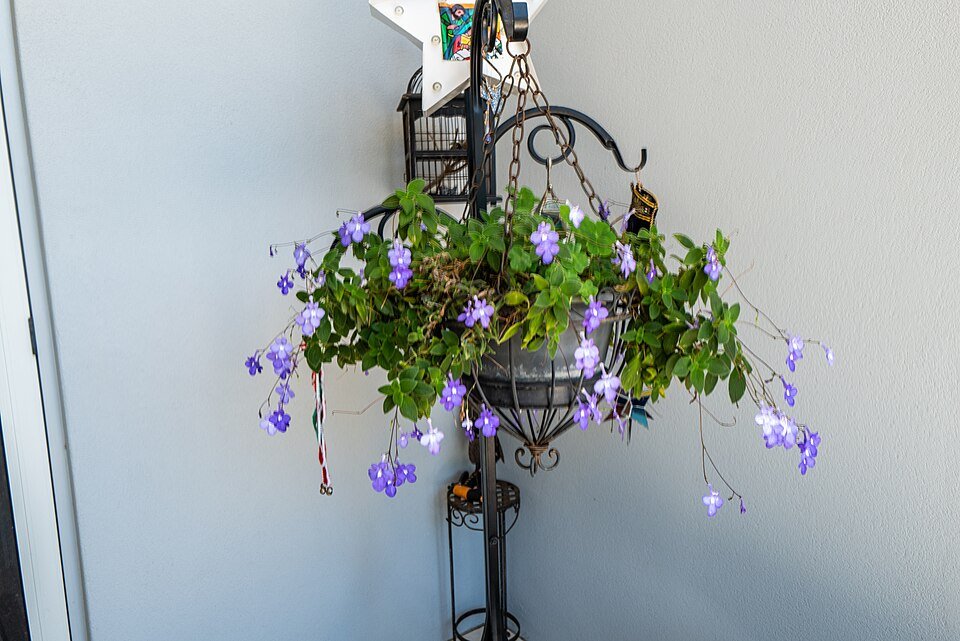Streptocarpus saxorum bloeiende plant met lavendelkleurige bloemen.