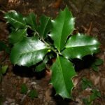 Alchornea ilicifolia plant met groene bladeren en stengels.