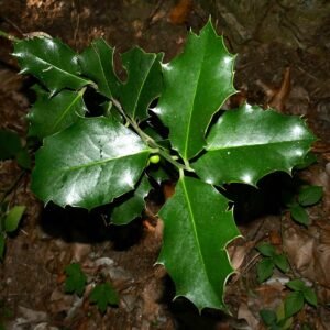Alchornea ilicifolia plant met groene bladeren en stengels.