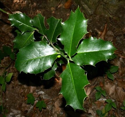 Alchornea ilicifolia plant met groene bladeren en stengels.