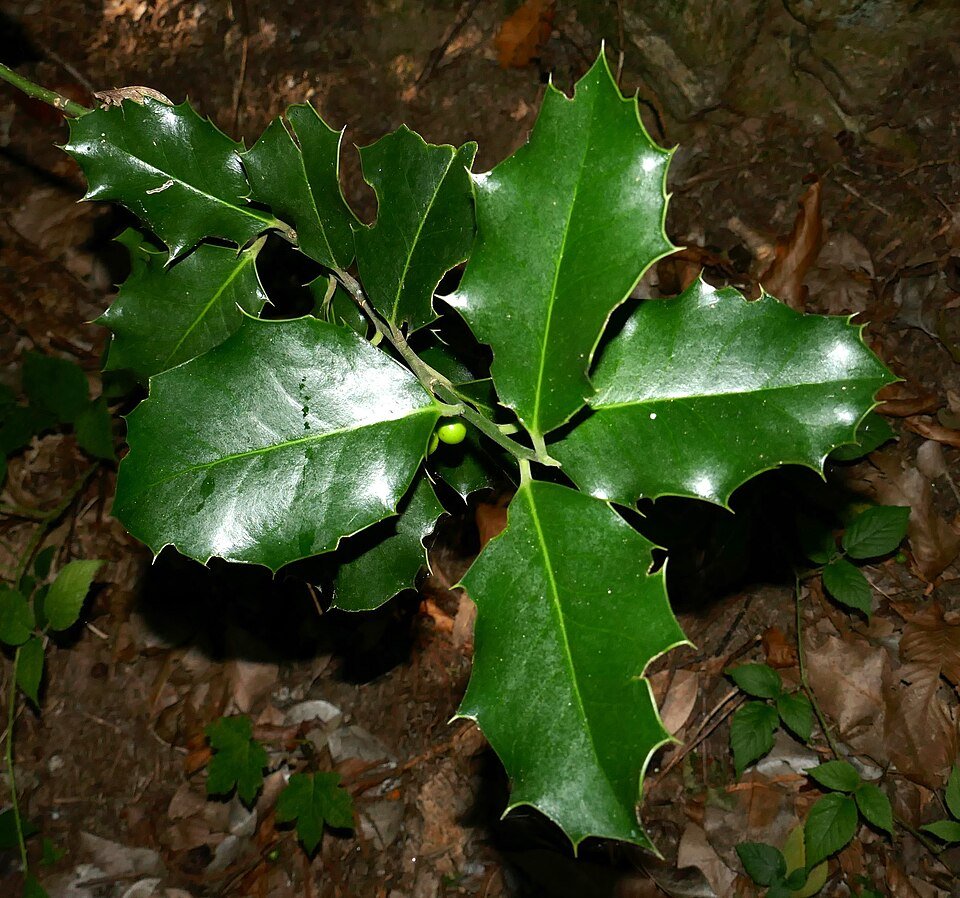 Alchornea ilicifolia plant met groene bladeren en stengels.