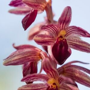 Striped Coralroot orchid with green leaves in natural setting.