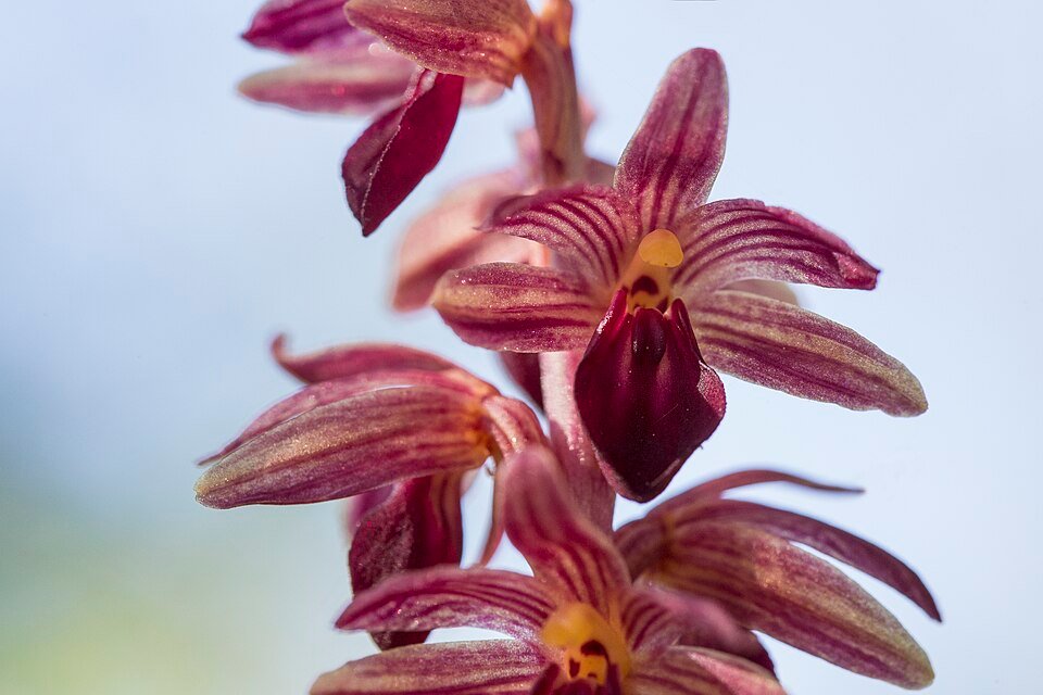 Striped Coralroot orchid with green leaves in natural setting.