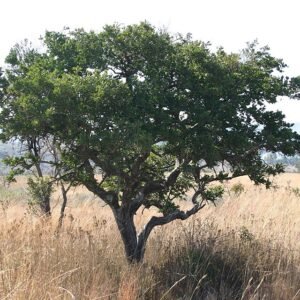 Strychnos pungens plant met lange groene bladeren en kleine witte bloemen.