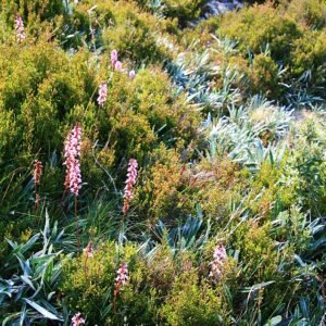 Stylidium graminifolium plant with pink flowers on green leaves.