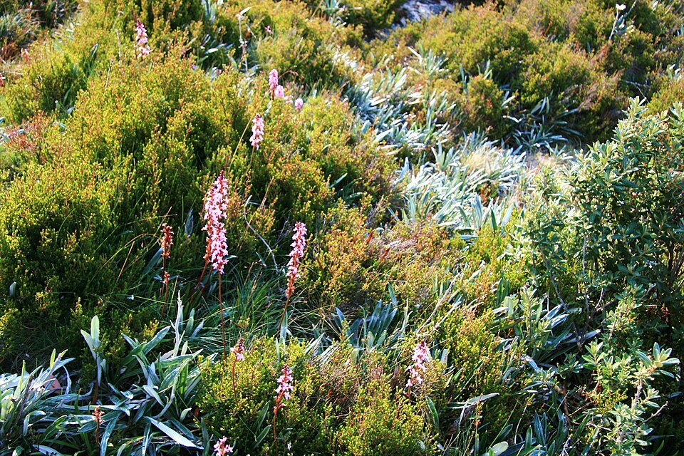 Stylidium graminifolium plant with pink flowers on green leaves.